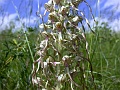27_Orchis bouc_4